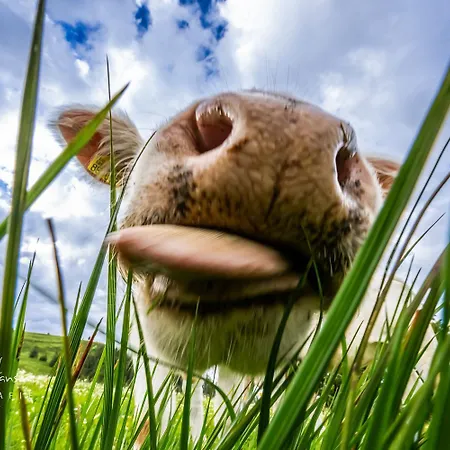 Gaestehaus Sonnenheim, Friedenweiler, Titisee Friedenweiler